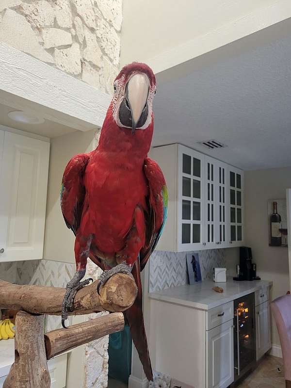 blue-green-wing-macaw-for-sale