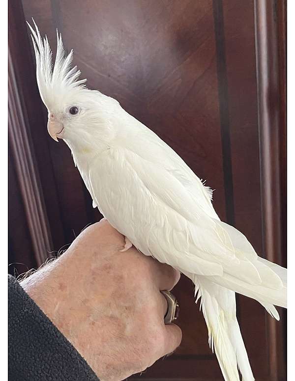 albino-bird-for-sale-in-casa-grande-az