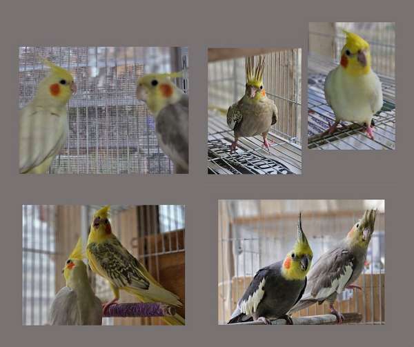 cockatiel-for-sale