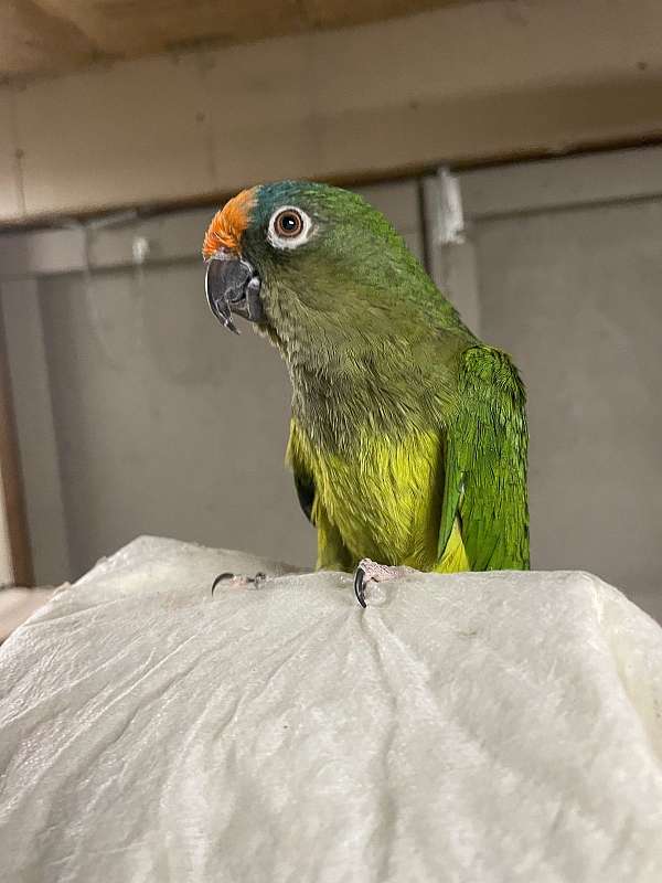 peach-front-conure-for-sale-in-somerset-ky