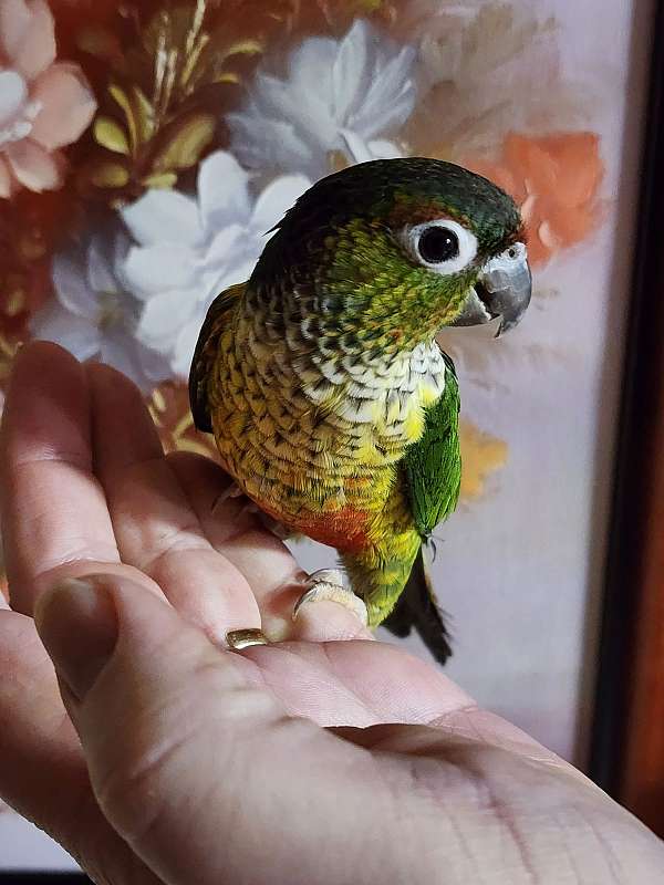 pet-tame-bird-for-sale-in-cookeville-tn