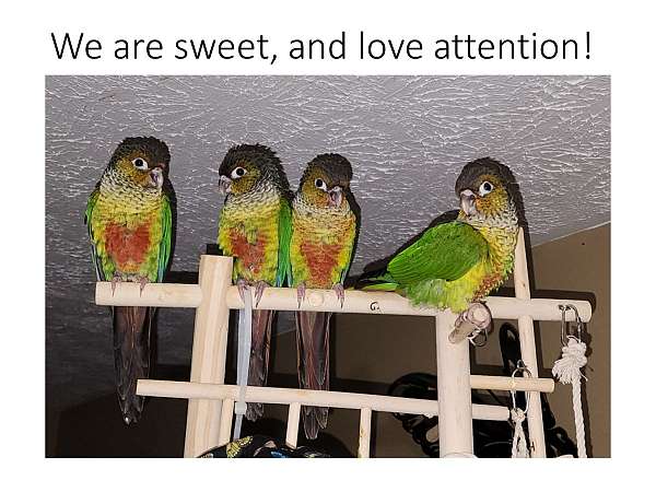 conure-for-sale-in-cookeville-tn