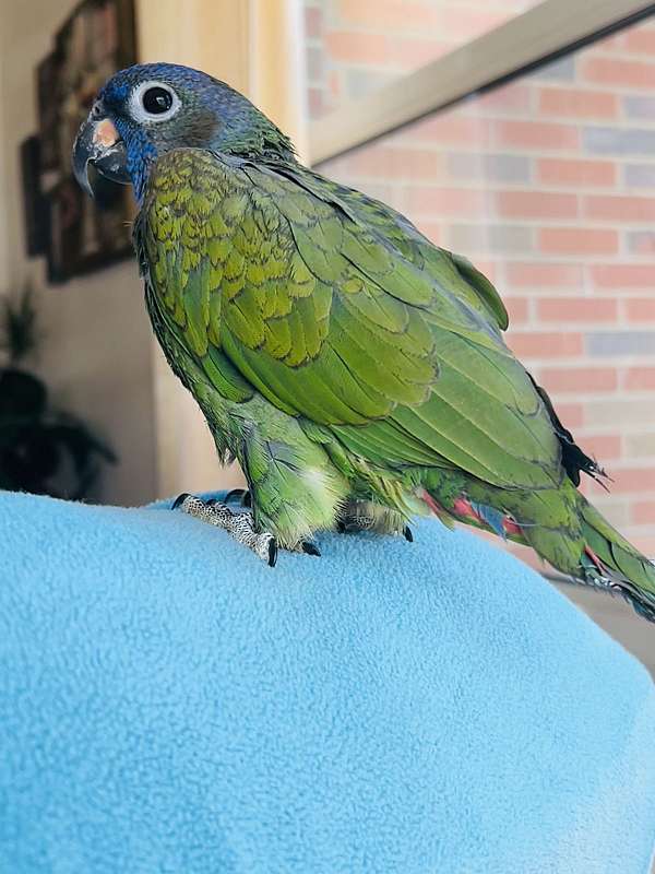 pionus-parrots-for-sale-in-cynthiana-ky