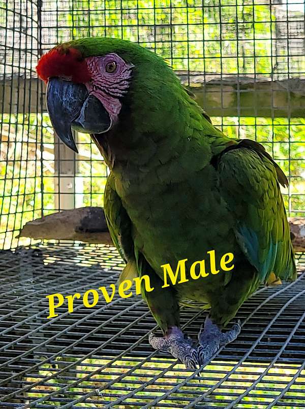 military-macaw-for-sale-in-dover-fl