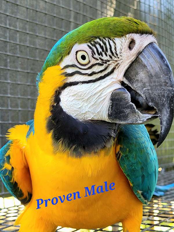 blue-gold-macaw-for-sale-in-dover-fl
