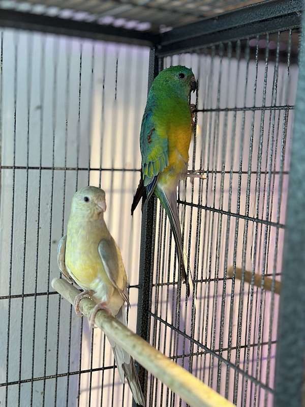 red-rumped-parakeet-for-sale-in-union-city-nj