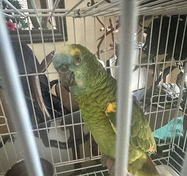 blue-front-amazon-parrot-for-sale