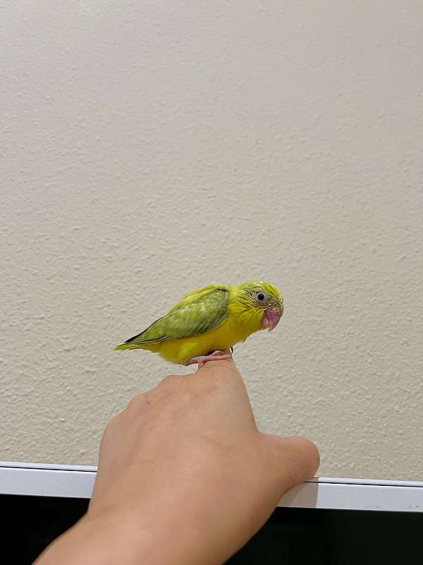 parrotlet-for-sale