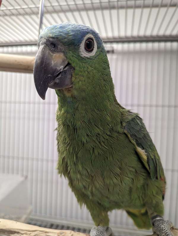 baby-mealy-amazon-parrot-for-sale