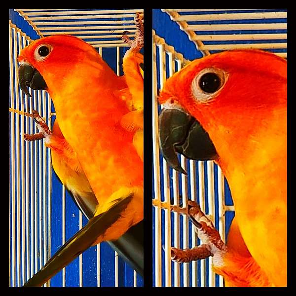 sun-conure-for-sale