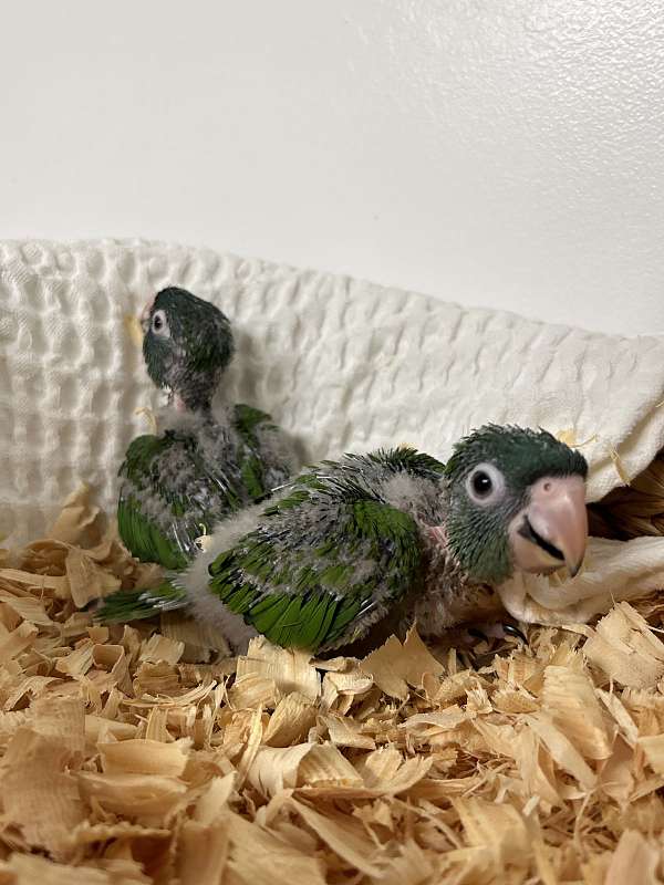 homing-blue-crown-conure-for-sale