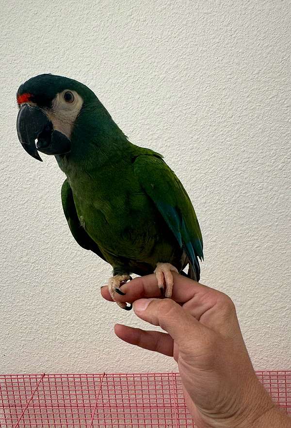 macaw-illigers-macaw-for-sale