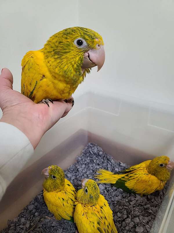 golden-conure-for-sale