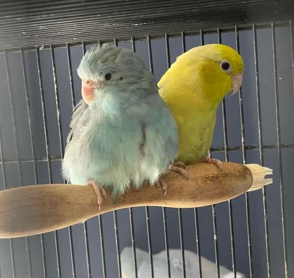 parrotlet-for-sale-in-clarks-summit-pa