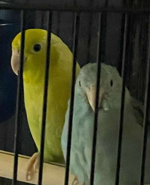 blue-yellow-bird-for-sale-in-clarks-summit-pa