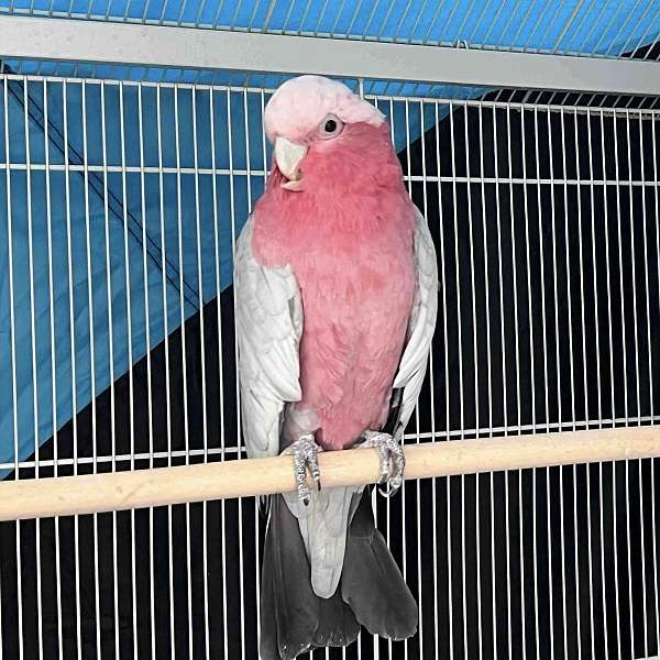 cockatoo-for-sale