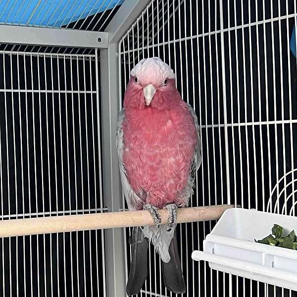 Beautiful Rose Breasted Cockatoo 