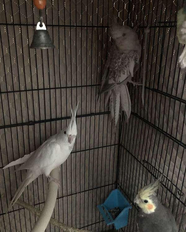 cockatiel-for-sale