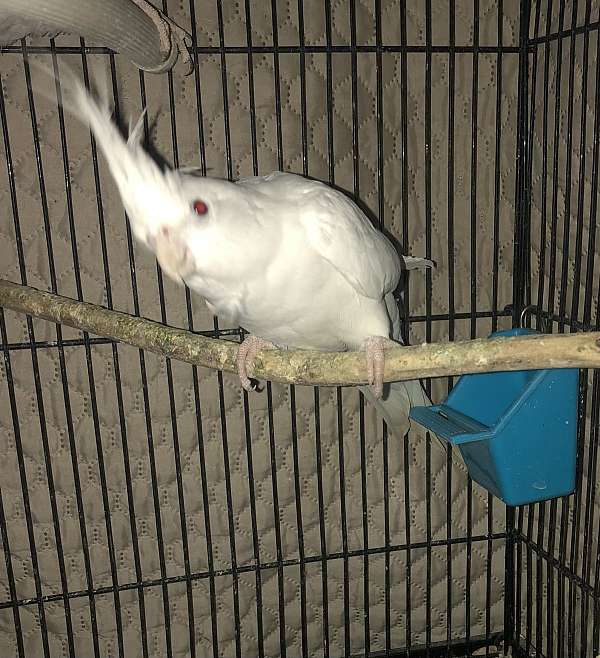 cockatiel-for-sale-in-schenectady-ny