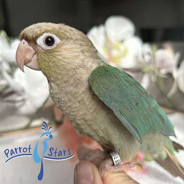 Baby Turquoise Cinnamon Green Cheek Conure Available at Parrot Stars