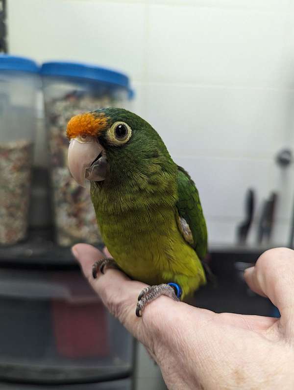 young-half-moon-conure-for-sale