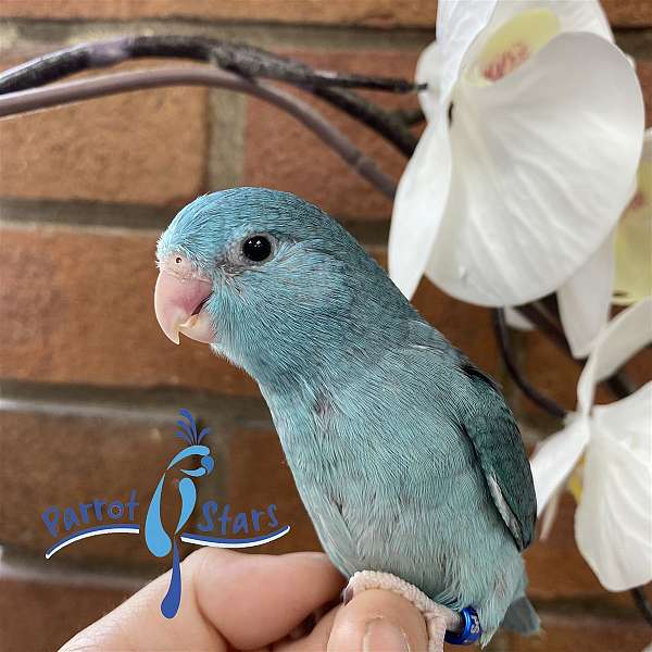 parrotlet-for-sale