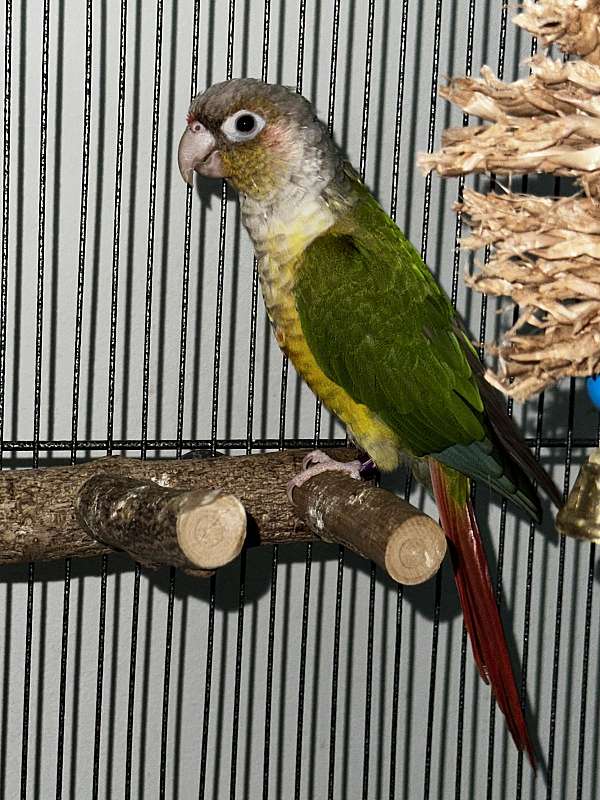 Male Conure