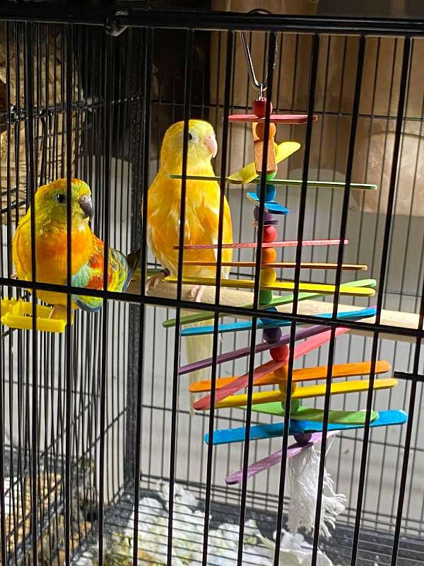 orange-opaline-red-rumped-parakeet-for-sale