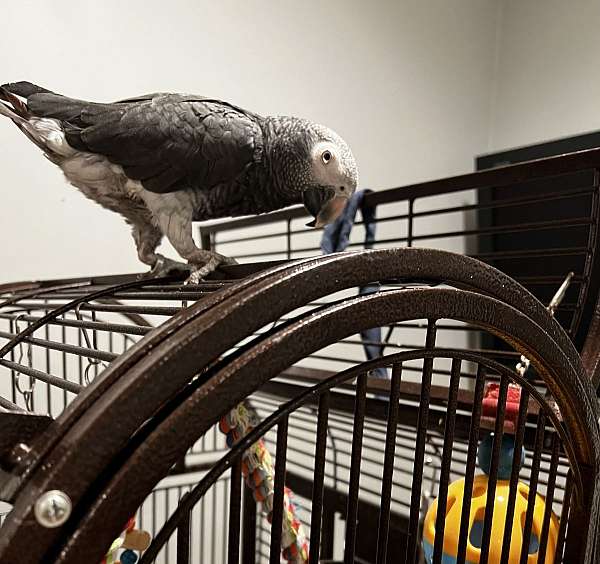 african-grey-parrot-for-sale-in-essex-fells-nj