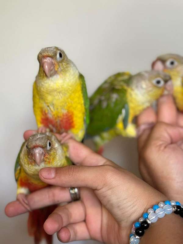 Pineapple conure