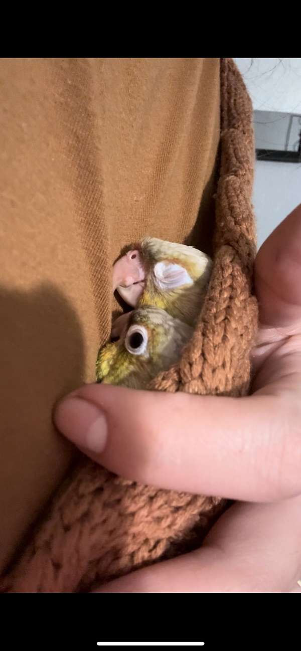 conure-for-sale