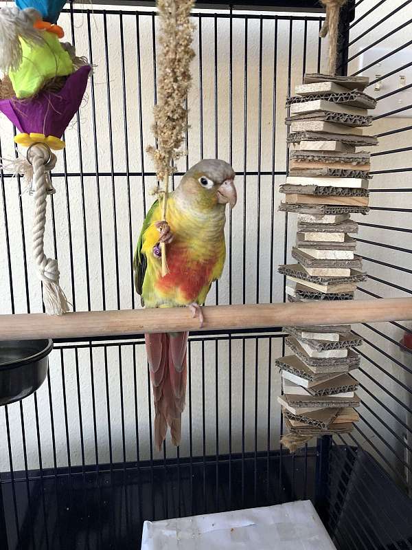 conure-for-sale-in-westerville-oh