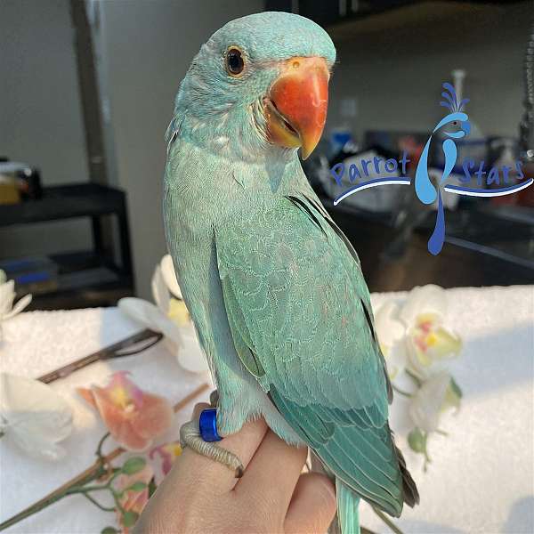 ringneck-parakeet-for-sale