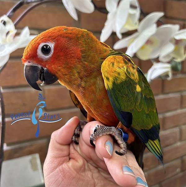 conure-for-sale