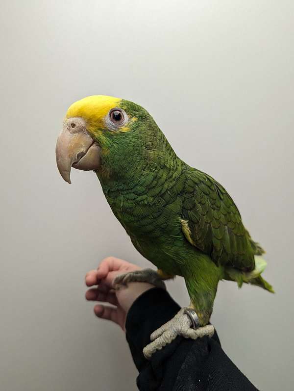 double-yellow-head-amazon-parrot-for-sale