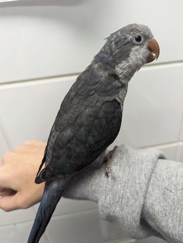 quaker-parrots-for-sale