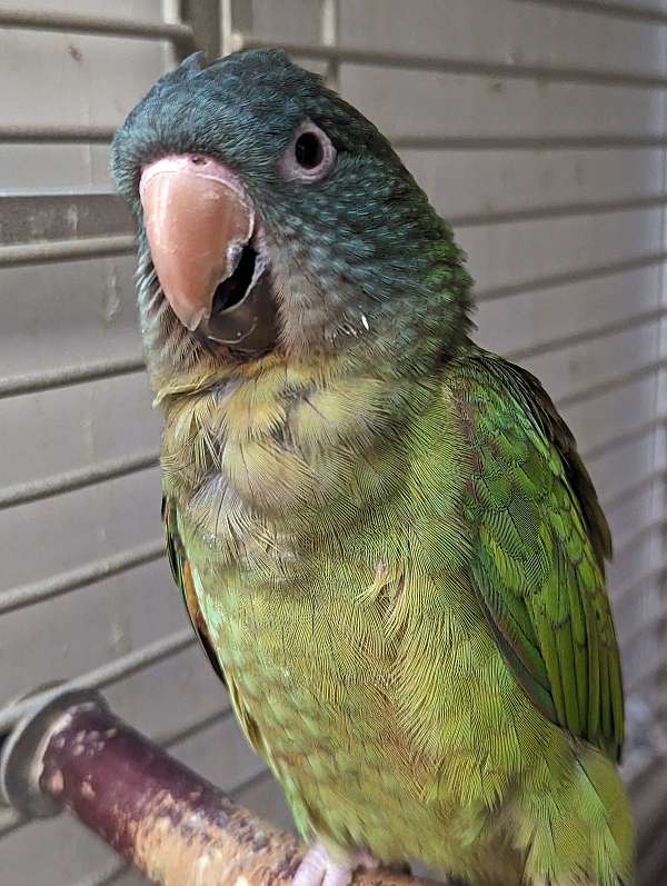 blue-crown-conure-for-sale