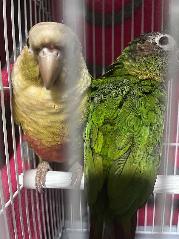 bonded-pair-bird-for-sale-in-naples-fl