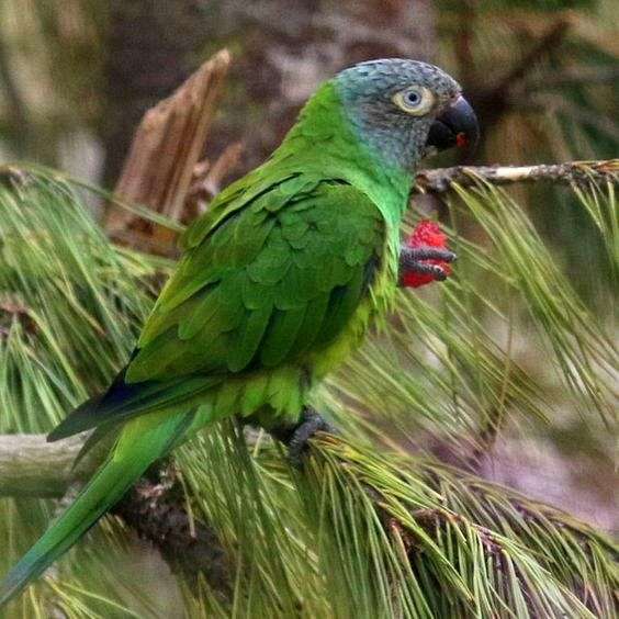 dusky-conure-for-sale-in-tampa-fl