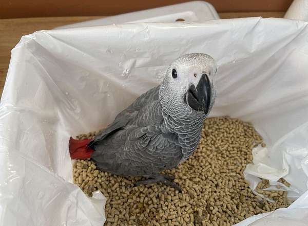 congo-african-grey-parrot-for-sale-in-yorba-linda-ca