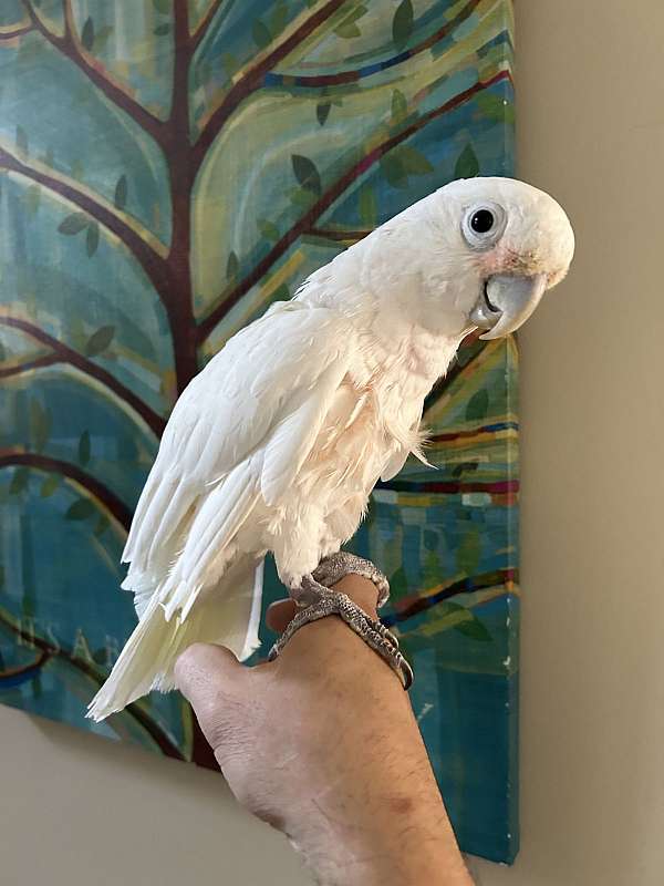 Beautiful male Goffin cockatoo