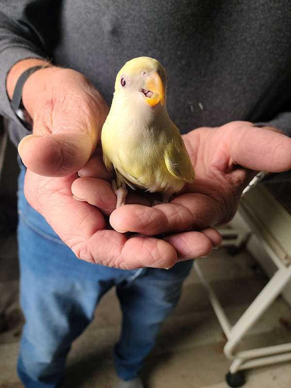 lovebird-for-sale