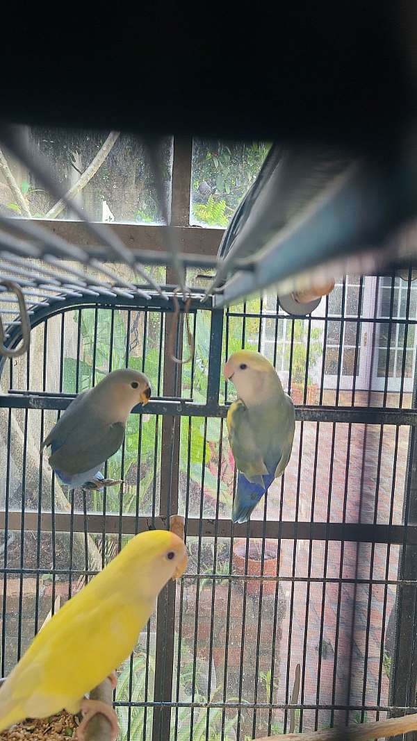 pet-singing-lovebird-for-sale