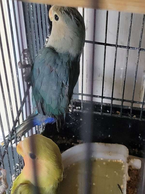 pet-singing-baby-young-bird