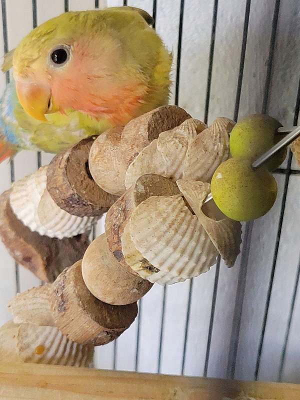 baby-young-bird-adoption