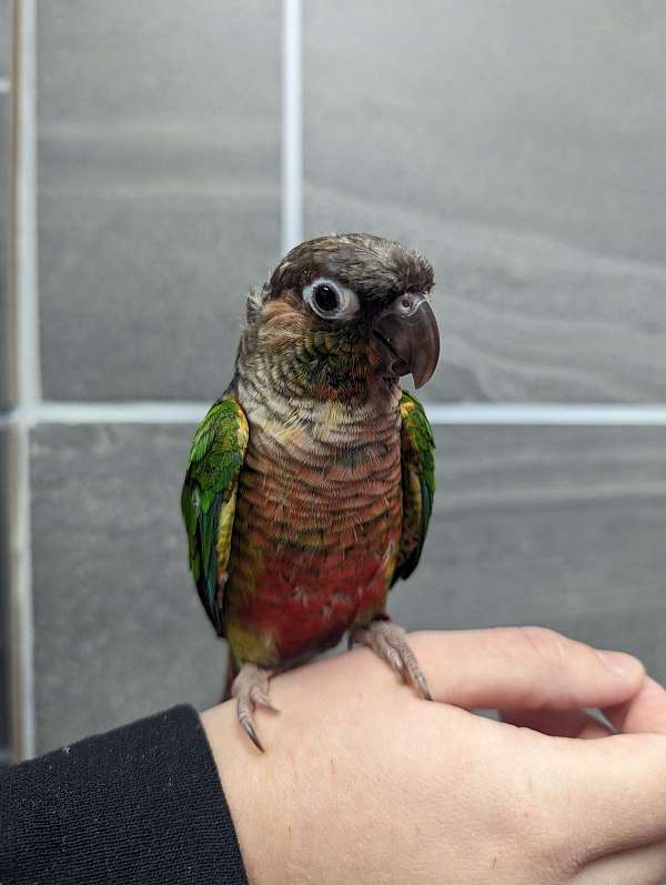 green-cheek-conure-for-sale