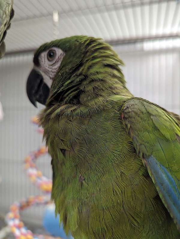 severe-macaw-for-sale