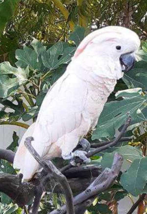 cockatoo-moluccan-cockatoo-for-sale-in-san-diego-ca