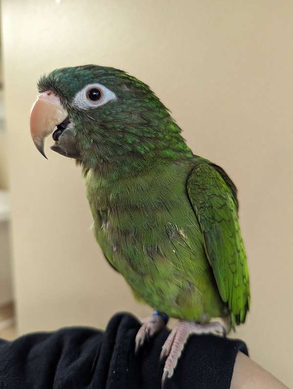 Blue Crown Conure