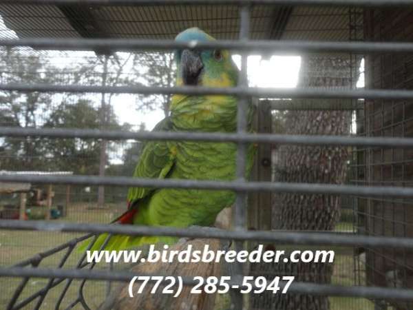 blue-front-amazon-parrot-for-sale